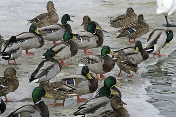 Gruppe von Mallard Enten auf dem Eis