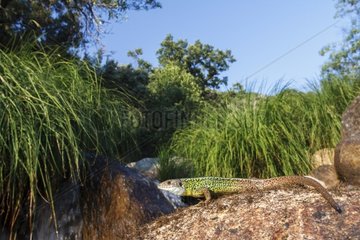 Schreiber's Lizard on the bank - Jerte Valley Spain