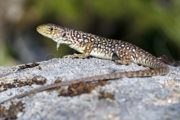 Young Ocellated lizard on a rock - Jerte Valley Spain