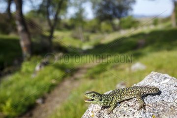 Young Ocellated lizard on a rock - Spain