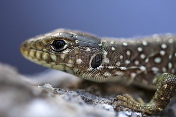 Portrait of young Ocellated lizard on a rock - Spain