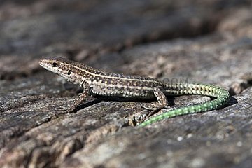 Iberian wall lizard on rock - Sierra de Cazorla Spain