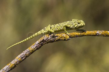 Mediterranean Chameleon on a branch - Cadiz Spain