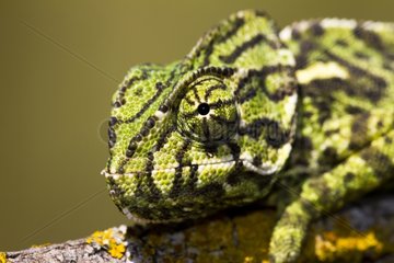 Portrait of Mediterranean Chameleon - Cadiz Spain