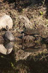 Mediteranean Turtles on the bank - Tietar Valley Spain