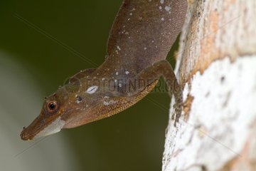 Portrait of Spotted Anole - Atlantic Forest Brazil