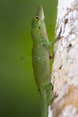 Spotted Anole on a trunk - Atlantic Forest Brazil