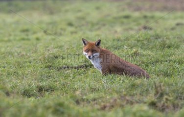 Red Fox coming out of his den in autumn - GB