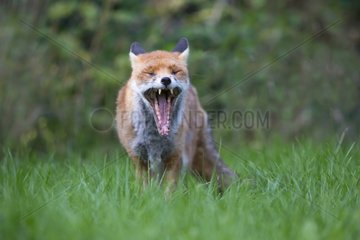Red Fox yawning in summer - GB