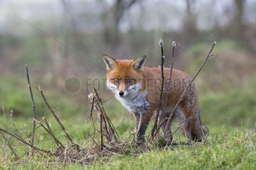 Red Fox walking in a meadow in autumn - GB