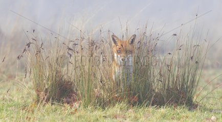 Red Fox looking through tall grass in winter - GB
