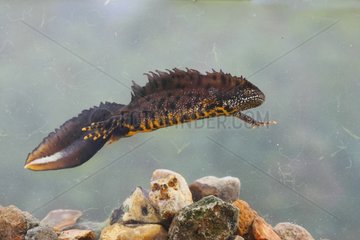 Male Northern Crested Newt swimming at spring - GB