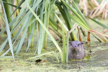 Eurasian Otter swimming in a lake in summer - GB