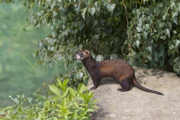 Polecat standing on a large stone in summer - GB