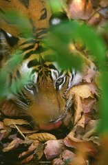 Junger männlicher bengalischer Tiger trinkt PN Bandhavgarth Indien