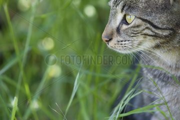 Portrait de chat dans l'herbe