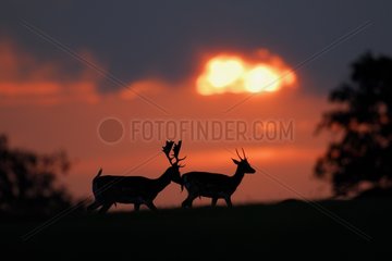 Fallow deers at sunrise Denmark