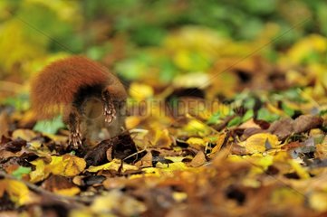 Rote Eichhörnchen sucht Haselnüsse auf gemahlenem Ile-de-France