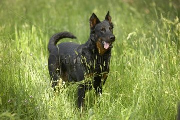 Beauceron in tall grass
