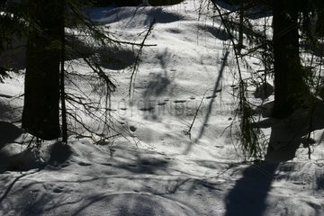 Spuren wilder Tiere in der schneebedeckten Unterholz der Slowakei