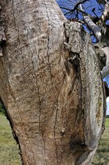 Parasitized bark of tree