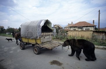 Ours brun attaché à un roulotte de gitan montreur d'ours