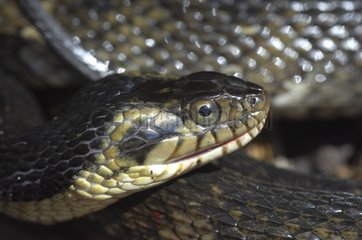 Head of a Brown-banded Southern Water Snake Louisiana