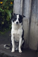 Portrait of a dog sitting outside in Ecuador