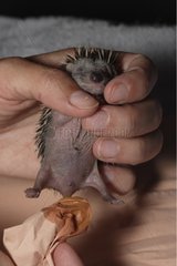 Trainer wiping a young Western european hedgehog urinating