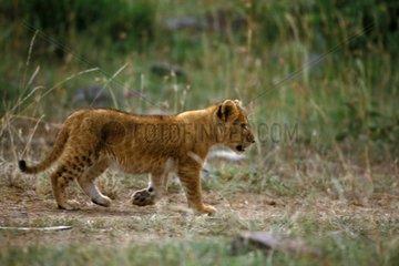 Lionceau marchant dans la savane Kenya