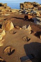Empreintes de pas de dinosaure carnivore Broome Australie