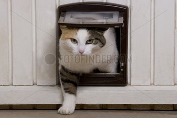 Cat passing through a catflap France