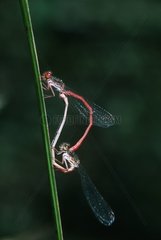 Small red damselflies mating Espagne