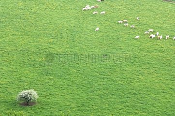 Herd of Charolais cattle grazing in France