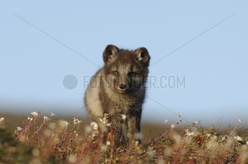 Arctic fox cub next to its den in the toundra Canada