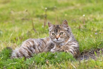 Tabby cat lying in the grass - Torres del Paine Chile