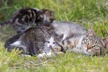 Tabby cat and kittens in the grass-Torres del Paine Chile