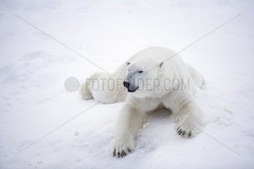 Polar bear resting in the snow in winter