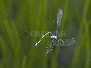 Remains of a Azure damselfly devoured by a spider