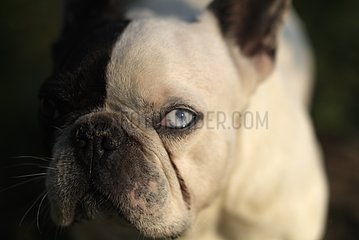 Weibliche franzÃ¶sische Bulldogge mit verschiedenen farbigen Augen Frankreich