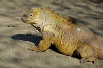 Iguane terrestre des Galapagos Urvina Bay Ile d'Isabela