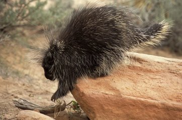 Porcupine going down from a rock Utah United States