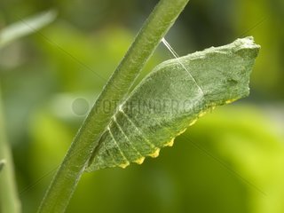Close up of a Old World Swallowtail chrysalis