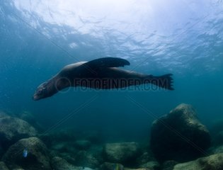 California sea lion in the rocks of Los Islotes Mexico