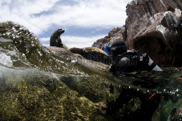 Diver attempt to approach a California sea lion Mexico