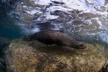 California sea lion in the rocks of Los Islotes Mexico