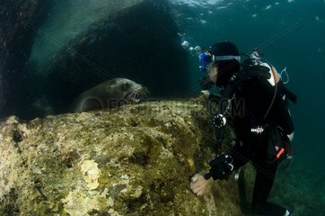 Face to face with a young California sea lion Mexico
