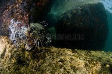 Face to face with a young California sea lion Mexico