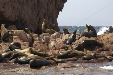 California sea lions on the rocks of Los Islotes Mexico