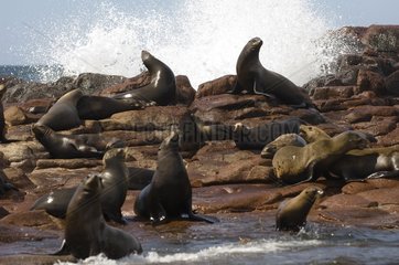 California sea lions on the rocks of Los Islotes Mexico